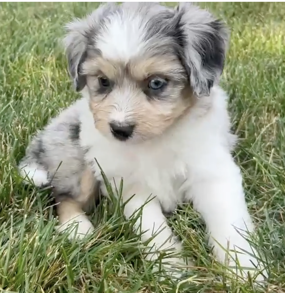 merle aussiechon puppy sitting on grass outdoors